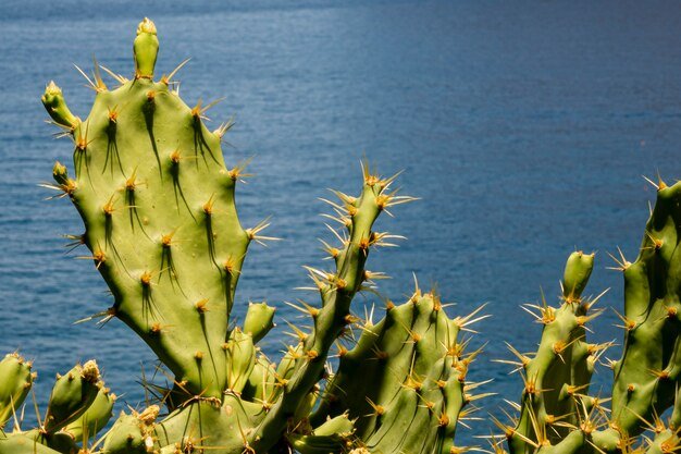 san pedro cactus