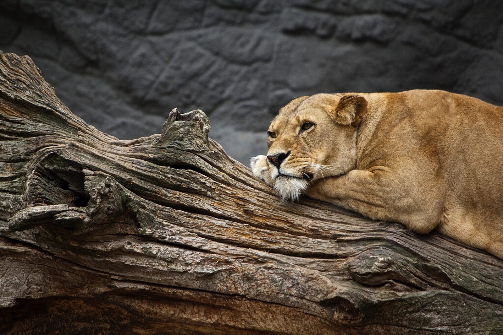 another name for lioness nyt